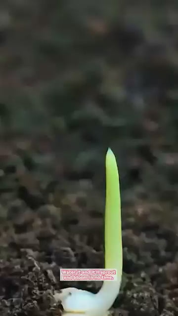 Cat Eye Dazzle Seeds and Free Organic Pot Mix 100 Grams